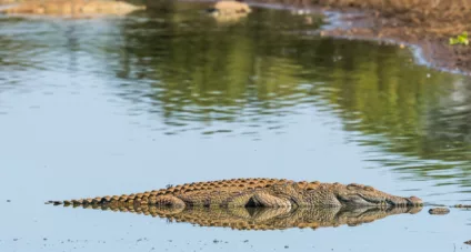 Aménagement de la zone animalière et de loisirs de Drarga